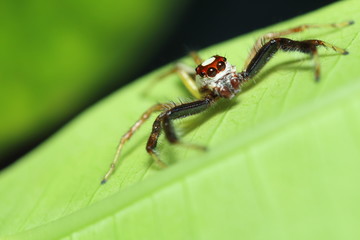 Small jump spider in rain forest