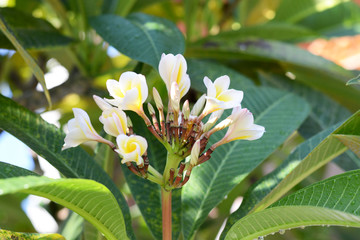 temple tree and flower