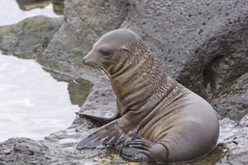 Baby Sea Lion on the Rocks