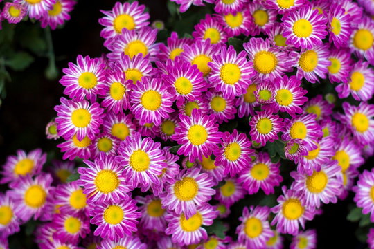 Beautiful pink yellow Chrysanthemums, are flowering plants for background