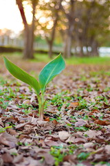 Plant and sunset autumn leaves