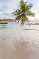 cocotier penché sur plage des Seychelles 
