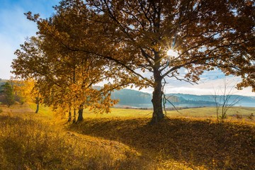 Fototapeta na wymiar Beautiful autumnal landscape with grassland and trees