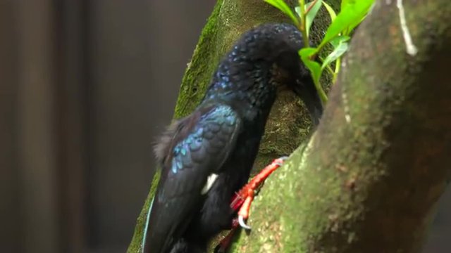 Green Wood Hoopoe (Phoeniculus purpureus), is a large, up to 44 cm long, near-passerine tropical bird native to Africa. Bird sitting on a branch.