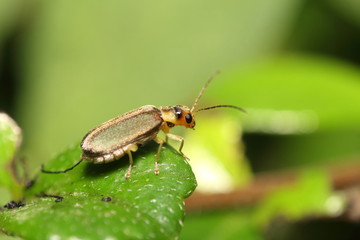 Small bug and insect in the garden