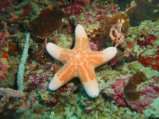 Starfish, Island Bali