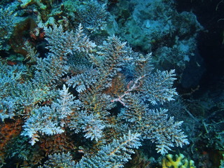 Fototapeta na wymiar Stone coral, Island Bali