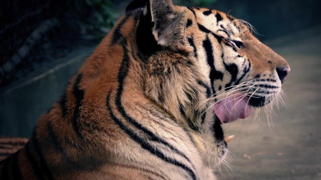 Tiger Growls And Yawns In Pretty Afternoon Light