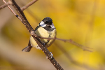 Autumn portrait of tit