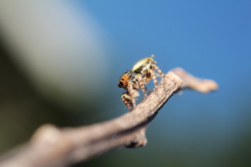 Small jump spider in rain forest