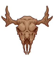 Vector Drawing animal's skull, moose. Cartoon image of drawing beige moose's skull with horns on white background.