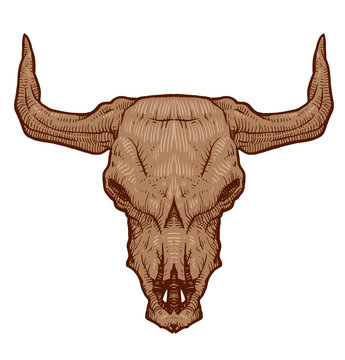 Vector Drawing animal's skull, bull. Cartoon image of drawing beige bull's skull with horns on white background.