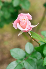 Pink Rose
