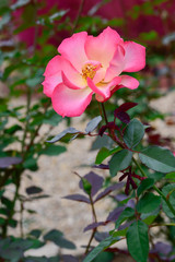 Obraz na płótnie Canvas Pink Rose 