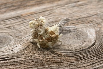Dried edelweiss (leontopodium alpinum) on wooden background