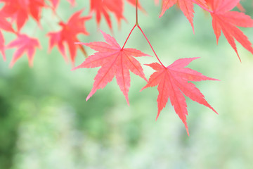 Autumn leaves