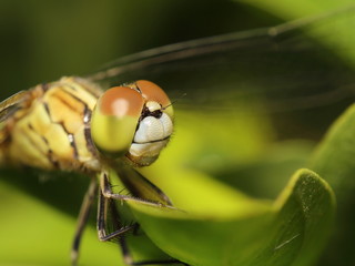Small bug and insect in the garden