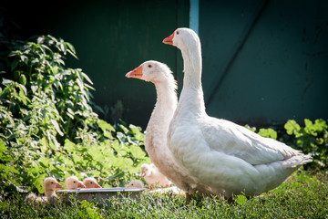 Little gosling resting on the green grass