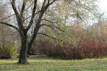 Autumn park trees bare
