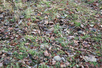 Autumn park trees bare