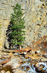 Pine Tree By a Canyon Wall and River