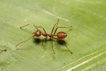 Ant working