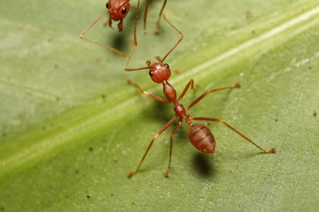 Ant working
