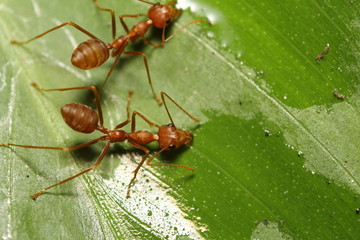 Ant working