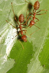 Ant working