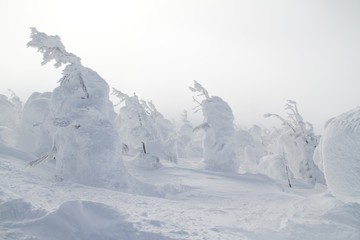 "Snow monster" in Zao, Japan.