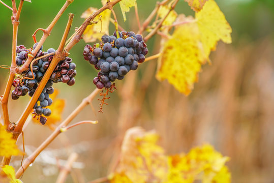 autumn vineyard