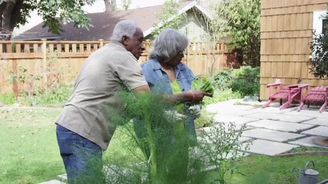 Senior African couple gardening in yard