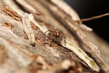 Small jump spider in rain forest