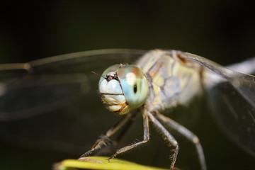 Small bug and insect in the garden