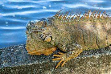 ein Leguan liegt in der Sonne und ruht sich auch