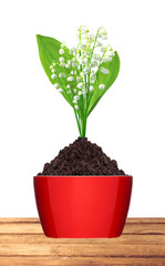 lily of the valley in ground in red pot on wooden table isolated