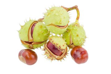 Several horse chestnuts on a light background