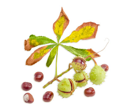 Branch with horse chestnuts on a light background