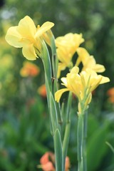 Indian Canna (Canna indica L.)