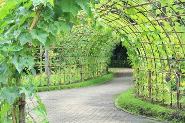 Tree tunnel of Angled Luffa plant