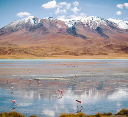 Flocks of Flamingos - Bolivian Altiplano