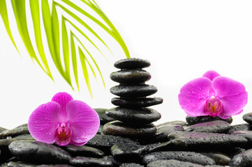 Two pink orchid and thin bamboo, stacked stones,palm on wet back stones
