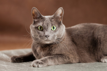 Russian Blue Cat, studio shot