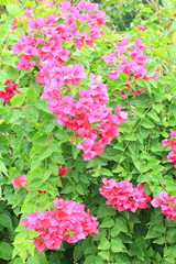Bougainvillea flower