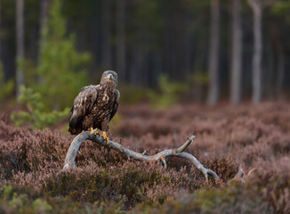 Obraz premium Eagle on a branch