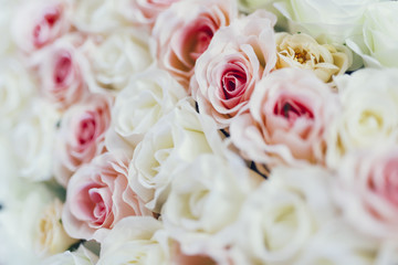 Beautiful roses