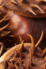 Horse chestnuts macro