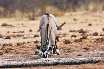 Gemsbok, Oryx gazela, in the Bwabwata National Park, Namibia