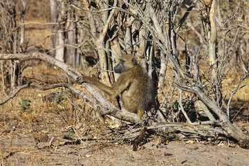 Chacma Baboon, Papio ursinus griseipes, in the Bwabwata National Park, Namibia