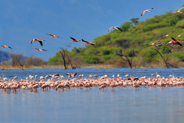 Flamingos on lake. Kenya, Africa